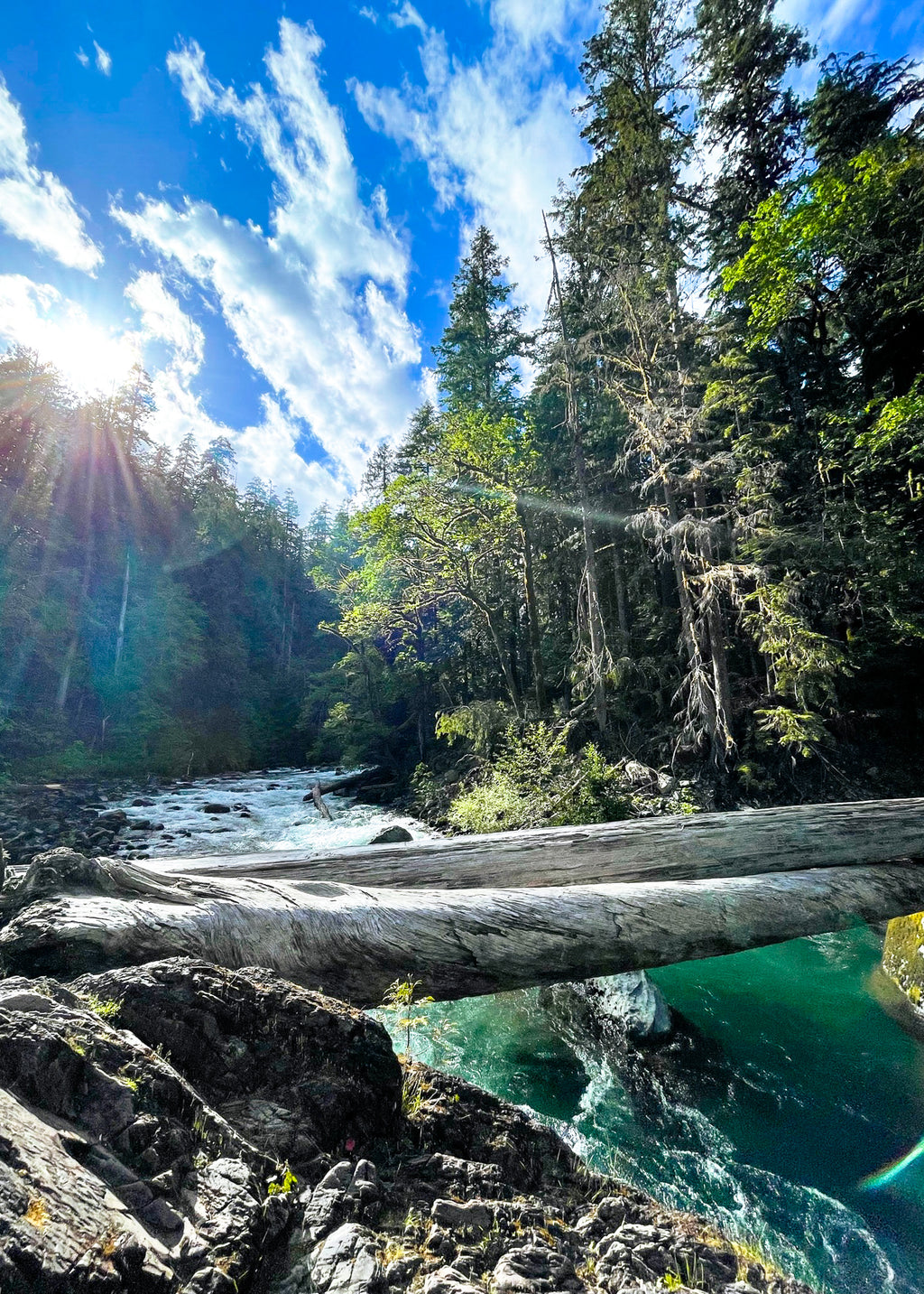 Olympic National Park River Washington Print - Mali Collection