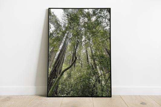 Redwoods National Park Tree California Print 02